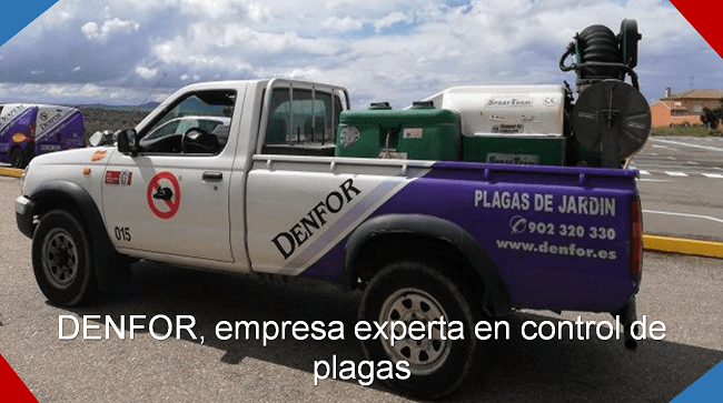 Denfor empresa experta en control de plagas en Madrid