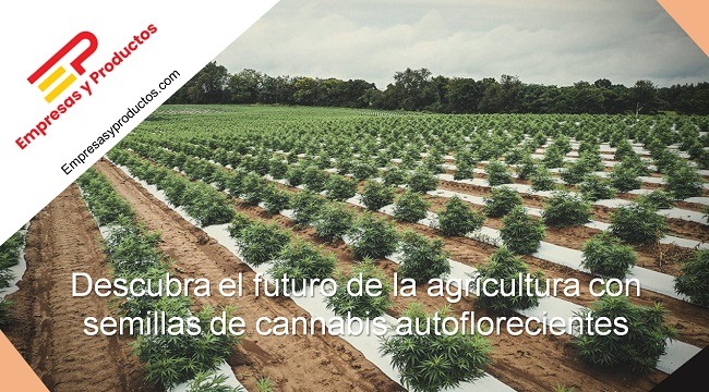 futuro de la agricultura con semillas de cannabis autoflorecientes