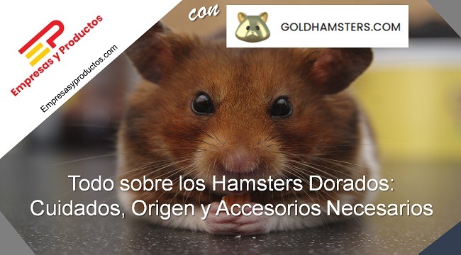 todo sobre hamster dorado goldhamster cuidados origen accesorios